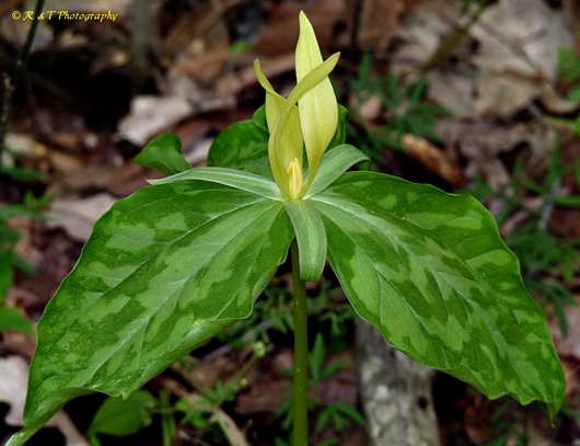 {Trillium luteum}